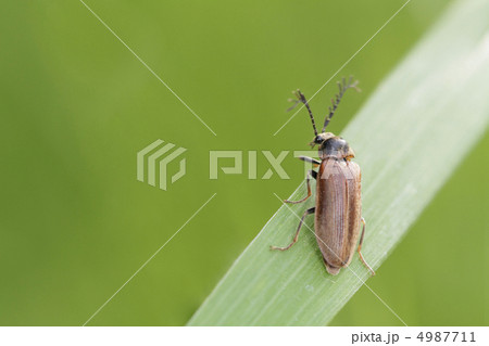 ニホンベニコメツキ2 4987711