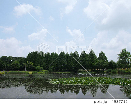 初夏の小山運動公園 4987712