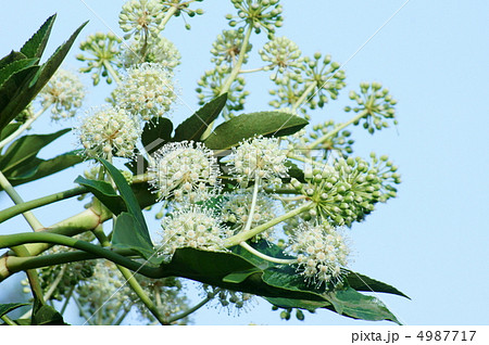 花火のような八つ手の花 花火のような八つ手の花 4987717