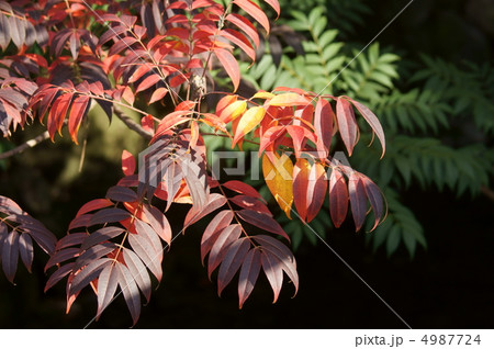 山黄櫨　ヤマハゼの秋 4987724