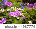 明月院の紫陽花 4987779