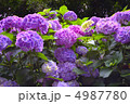 明月院の紫陽花 4987780