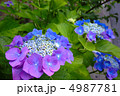 グラデーションのきれいな紫陽花 4987781