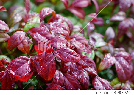 お多福南天　別名おかめ南天　縁起物です。 4987926