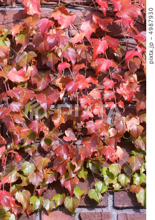 蔦のからまる壁 4987930