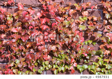 蔦のからまる壁 蔦のからまる壁 4987931
