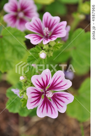 ゼニアオイ 4987966