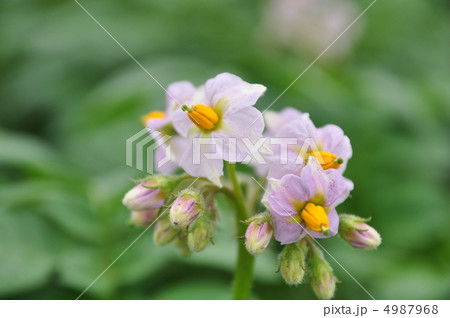 ジャガイモの花 ジャガイモの花 4987968