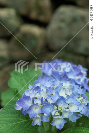 奈良・長谷寺のアジサイ　２ 4987997