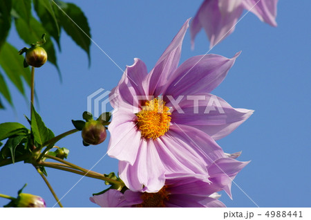 皇帝ダリア　超大型草 4988441