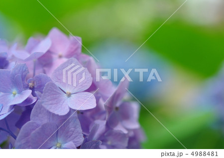 紫陽花(幸手あじさいまつり) 4988481