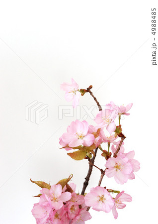 2012桜 4988485
