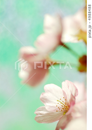 2012桜 2012桜 4988488