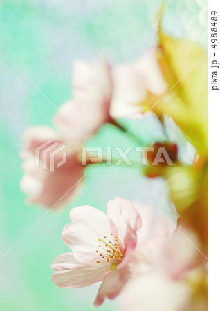 2012桜 2012桜 4988489