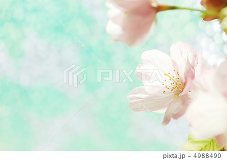 2012桜 2012桜 4988490