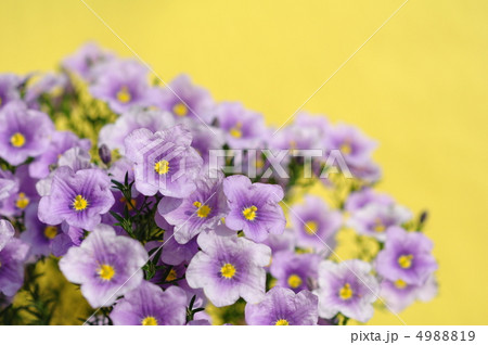 ニーレンベルギア・オーガスタ 4988819