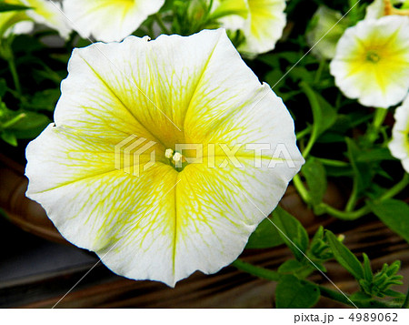ペチュニア 4989062