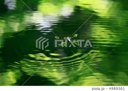 アメンボ アメンボ 4989361