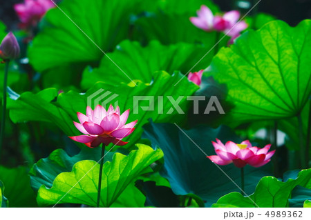 蓮の花 4989362