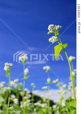 ソバの花 4989367