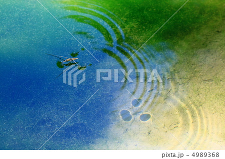 アメンボ 4989368