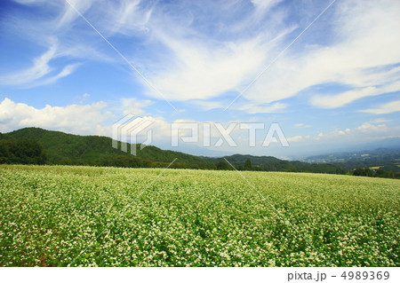 そば畑 そば畑 4989369