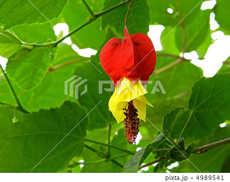 ウキツリボク（浮釣木） 4989541