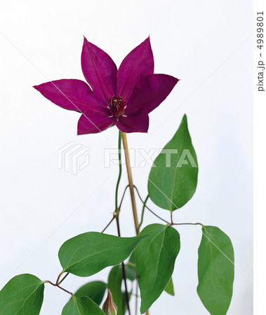 装いの花たち 4989801