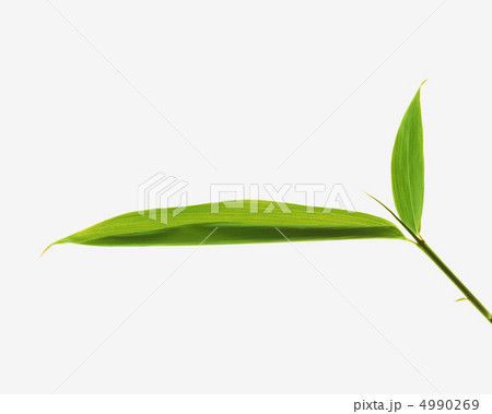 木の葉の詩 4990269