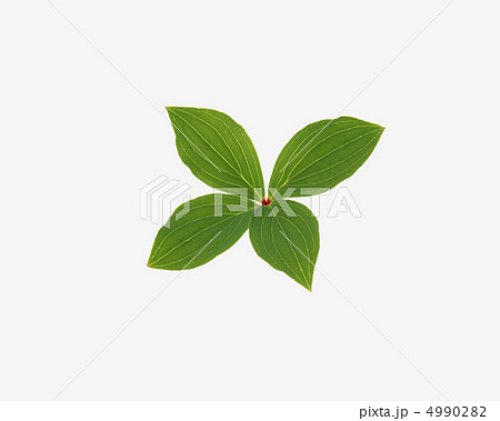 木の葉の詩 木の葉の詩 4990282