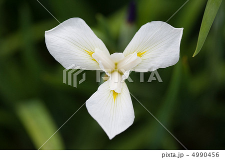 菖蒲の花 菖蒲の花 4990456