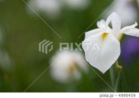 菖蒲 菖蒲 4990459