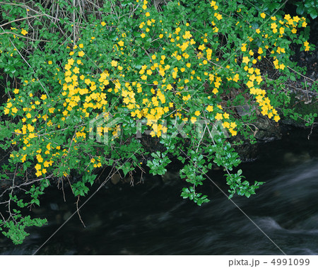 日本の山暦 日本の山暦 4991099