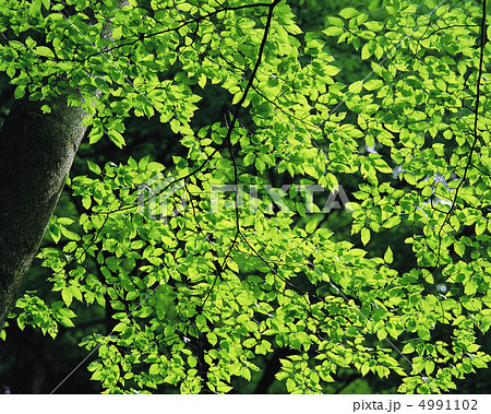 日本の山暦 4991102