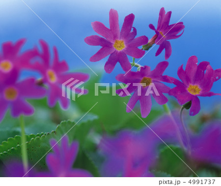 野花繚乱 4991737