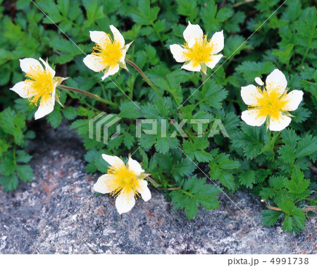 野花繚乱 野花繚乱 4991738