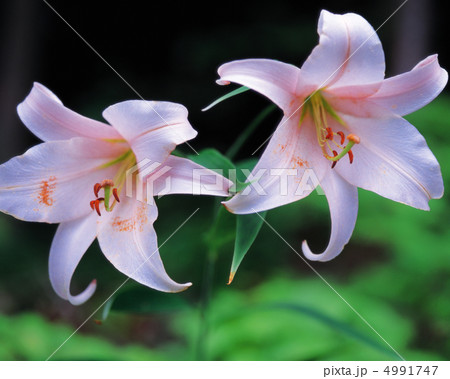 野花繚乱 4991747