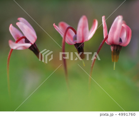 野花繚乱 4991760