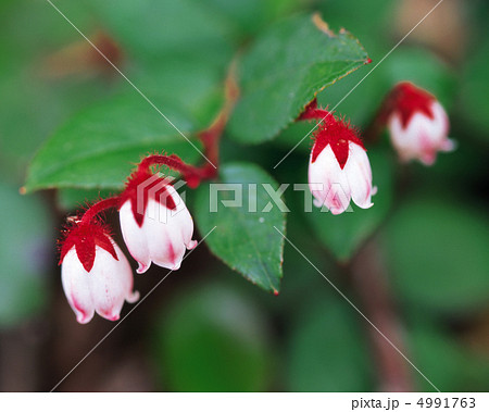 野花繚乱 4991763