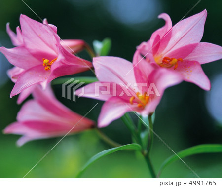 野花繚乱 4991765