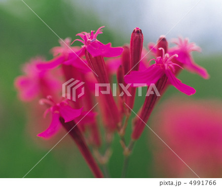 野花繚乱 4991766
