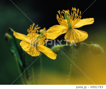 野花繚乱 4991783