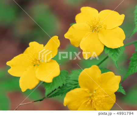 野花繚乱 4991794