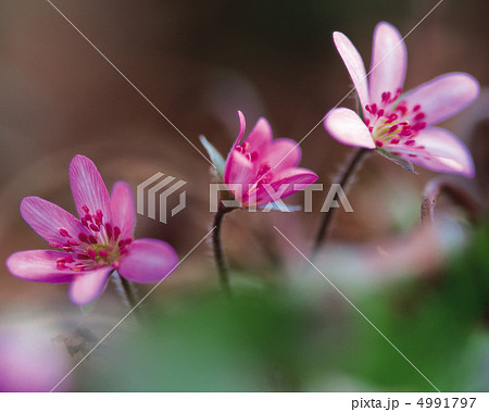 野花繚乱 4991797