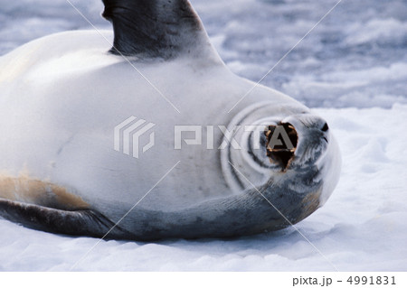 極寒の国で 4991831