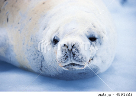 極寒の国で 4991833