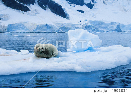 極寒の国で 極寒の国で 4991834