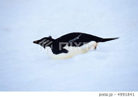 極寒の国で 4991841