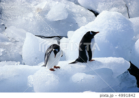 極寒の国で 4991842