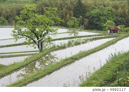 棚田と木 棚田と木 4992117